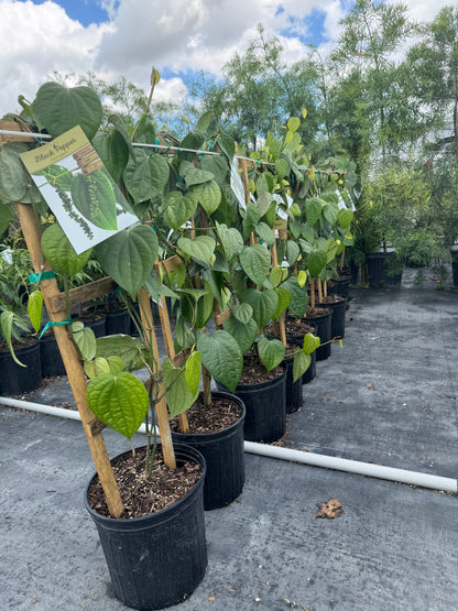 potted pepper plants for sale Black pepper a true source of spice, Full of Flavors, Without Pesky Thorns! – Eureka Farms