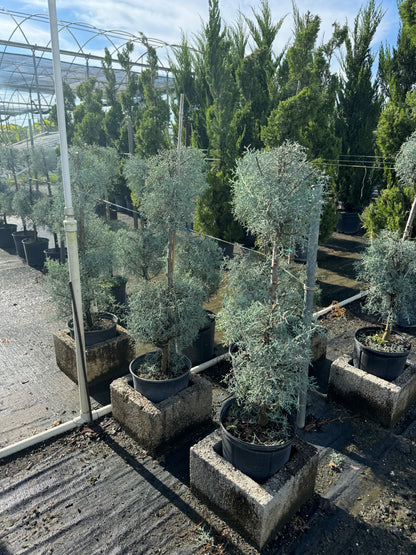 Topiary 2-Ball Carolina Sapphire