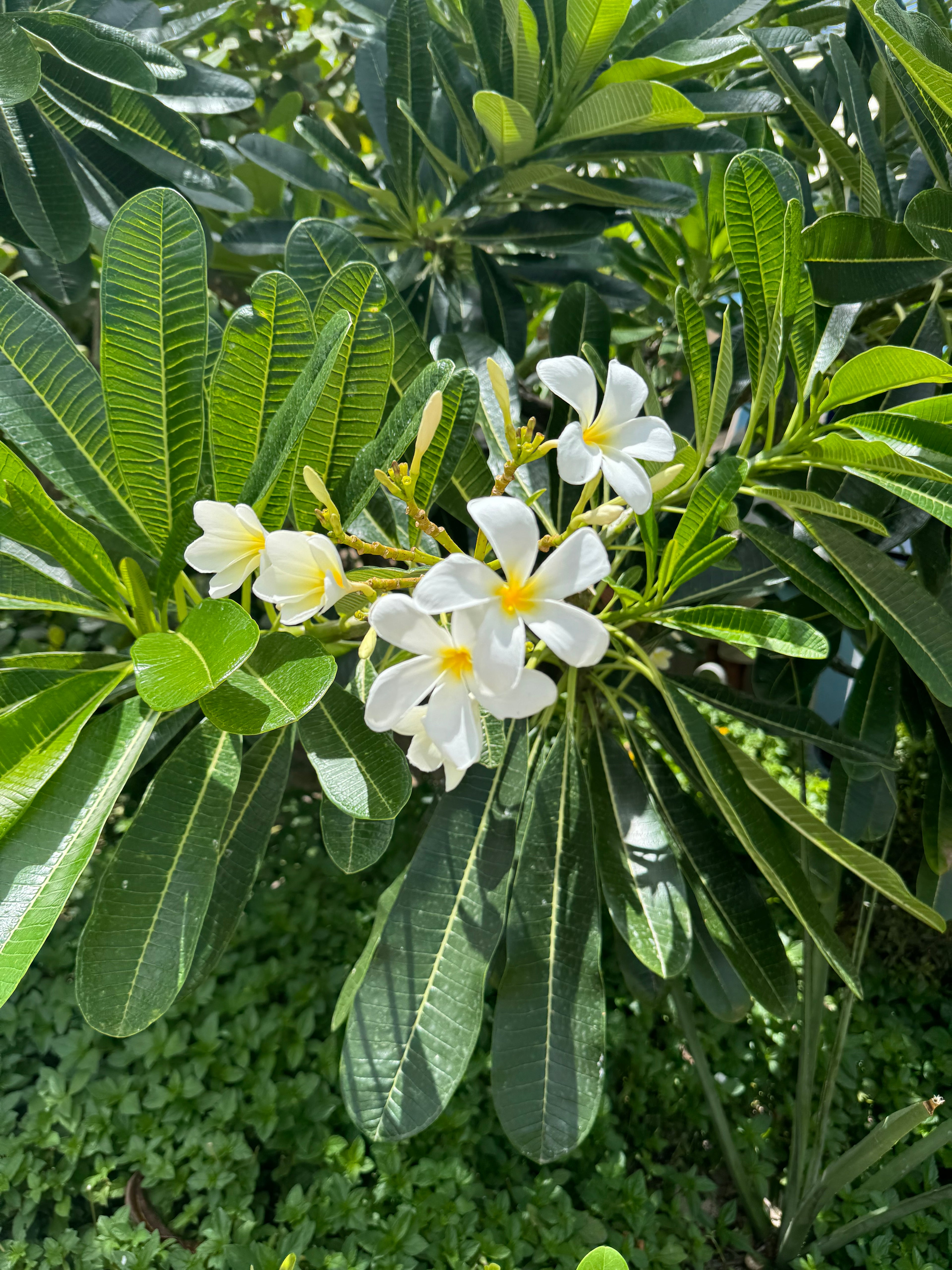 Plumeria Frangipani Obtusa White Orchid Flowering Tree