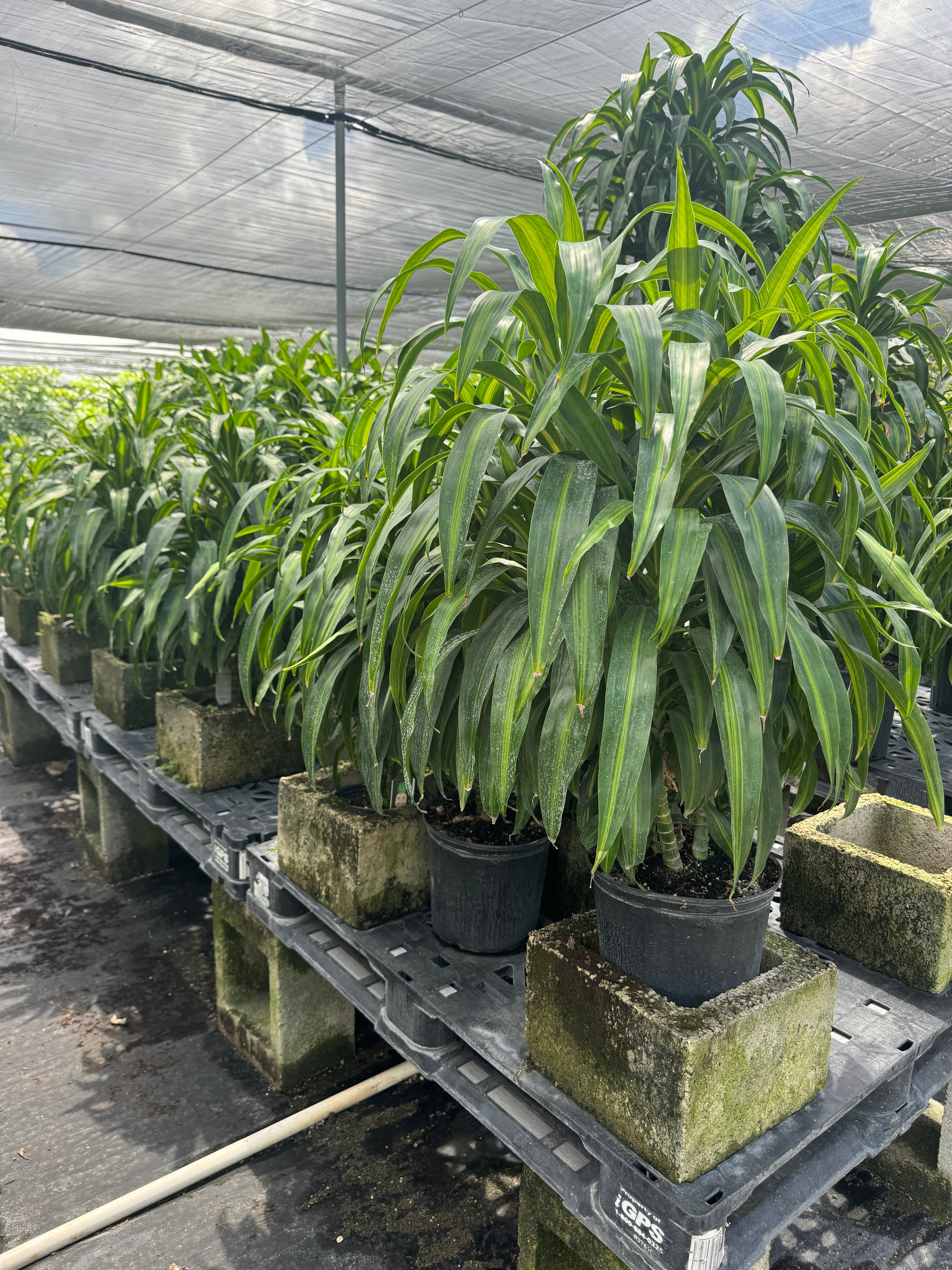 Dracaena Hawaiian Sunshine, Striped Dracaena Deremensis