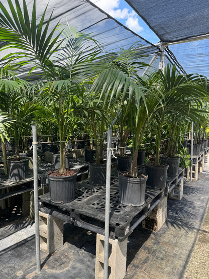 Kentia Palm, Howea Forsteriana, Exotic and Rare