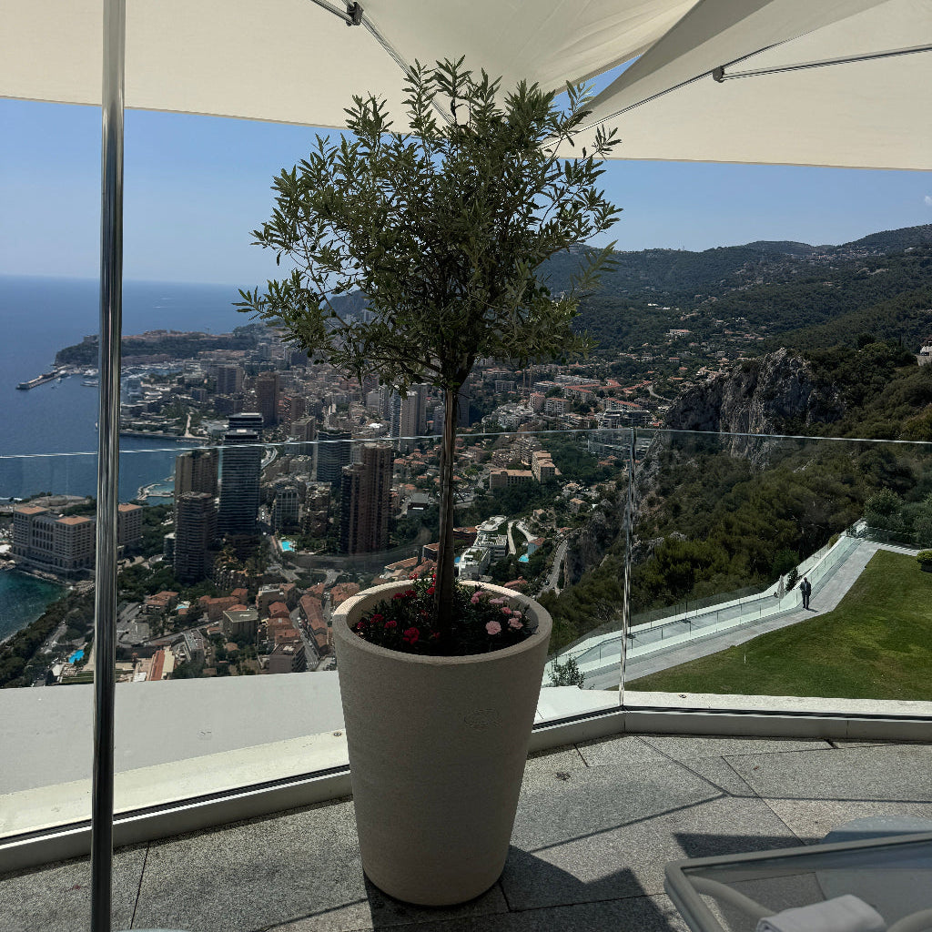 A potted olive tree in a tall white planter on a terrace, with a large white patio umbrella on the left and a scenic mountain city view in the background.