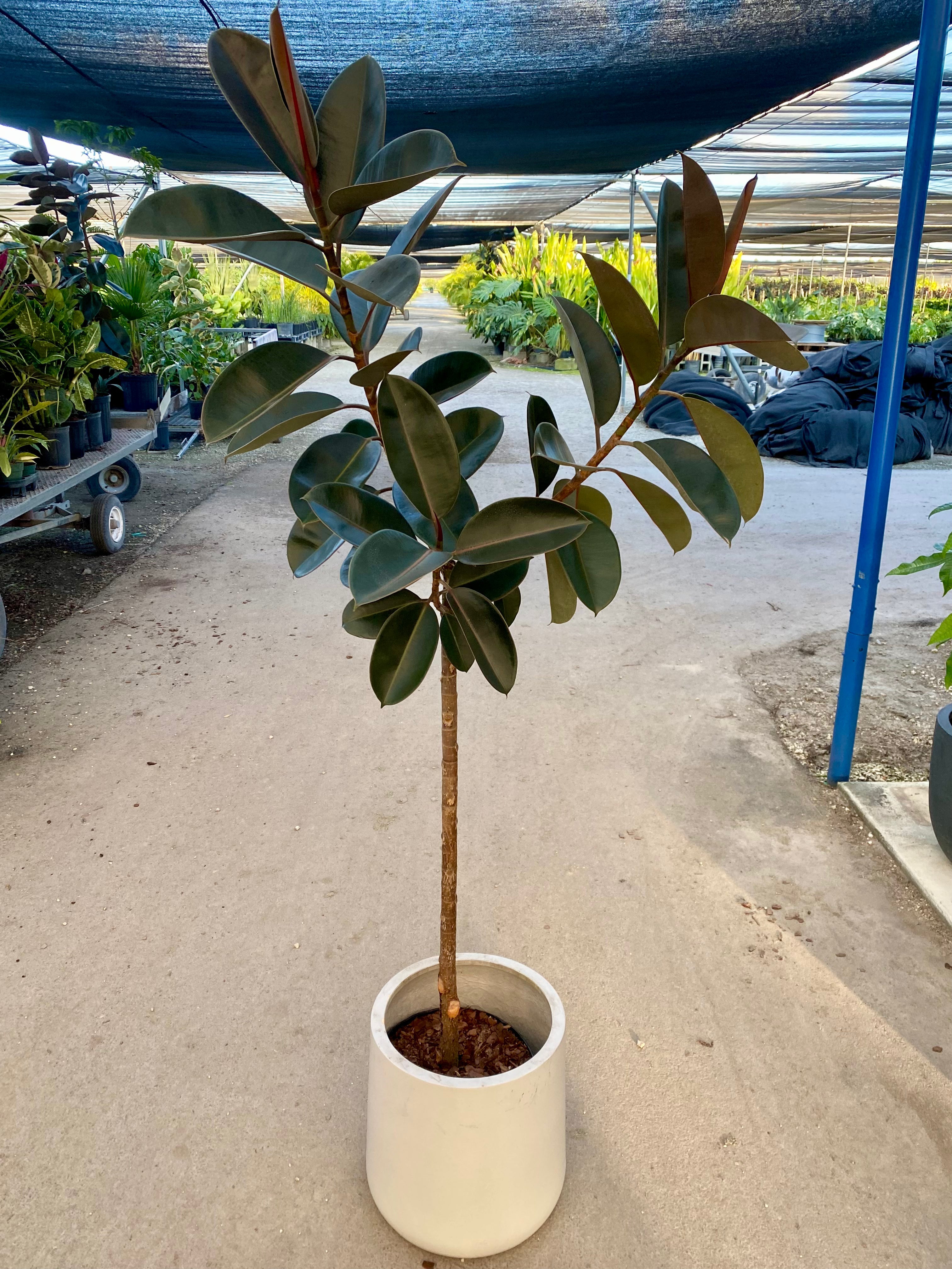 Ficus Burgundy Tree Form Multi-branch, Single Stem Rubber Tree