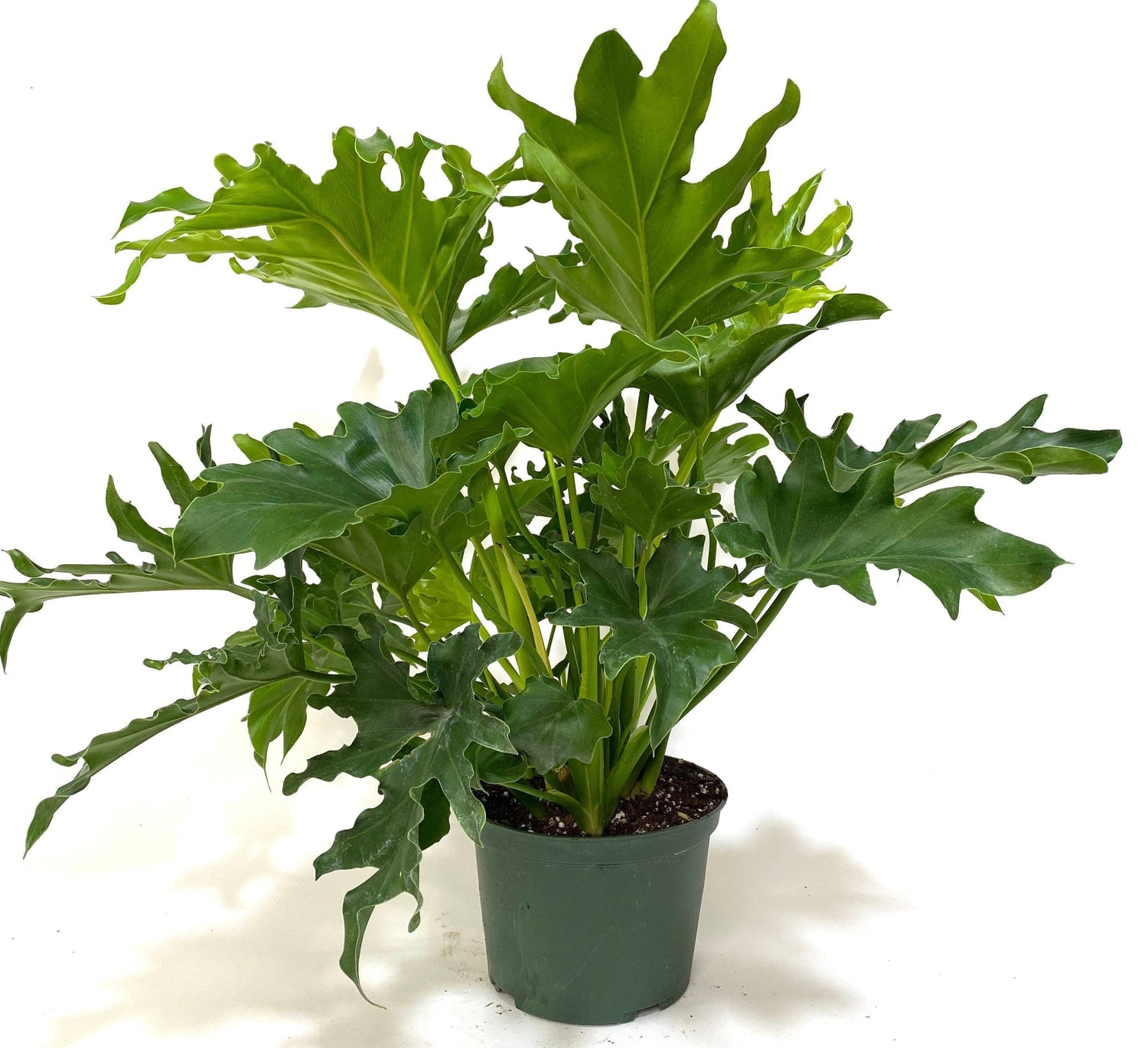 philodendron air purifier Philodendron Split Leaf Hope