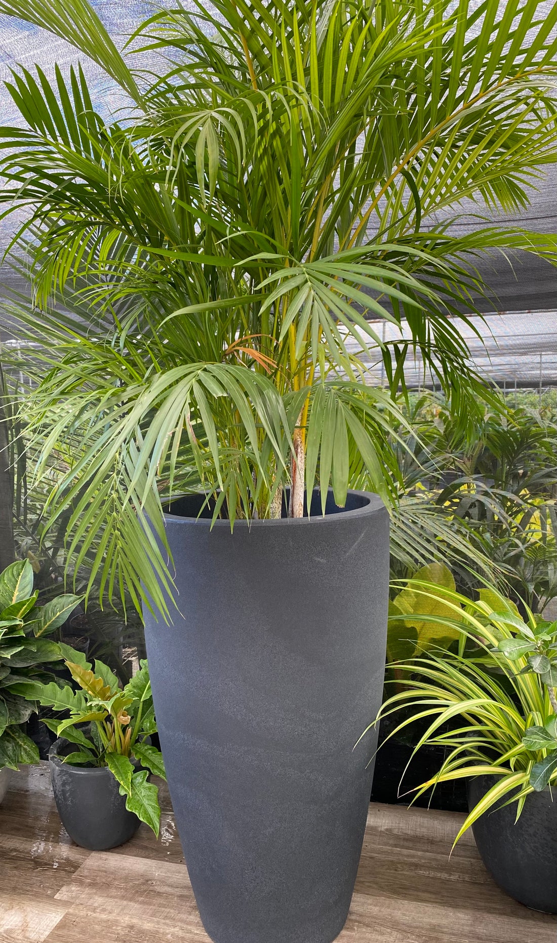 Tall Modern Planter Pot, Tapered Cylinder Design