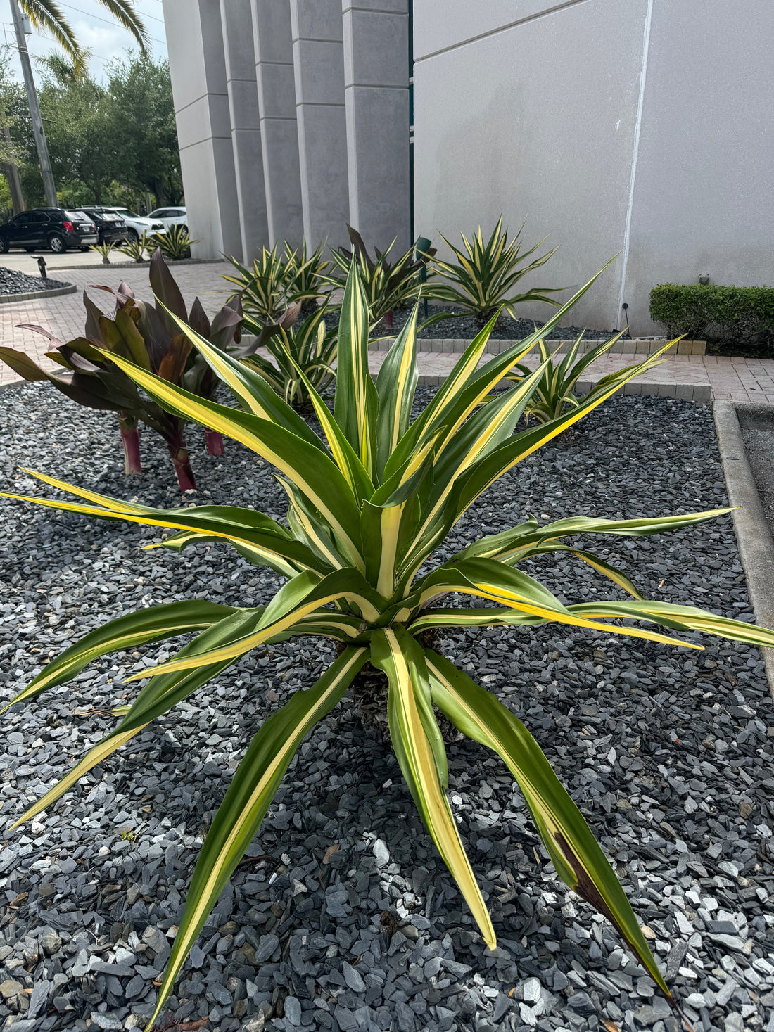 False Agave, Green Giant Variegated, Furcraea Foetida outside view