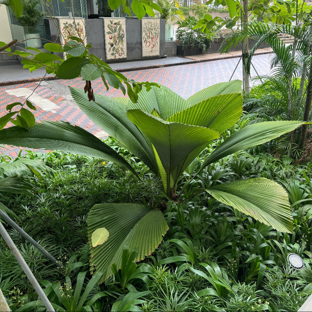 Joey Palm, Diamond Joey Palm, Johannesteijsmannia Lanceolata