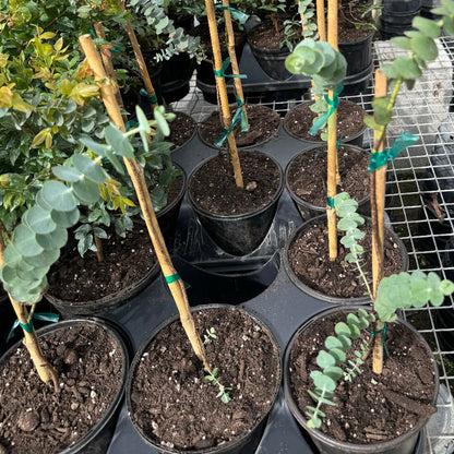 silver dollar eucalyptus plant indoor Silver Dollar Eucalyptus Tree for Sale