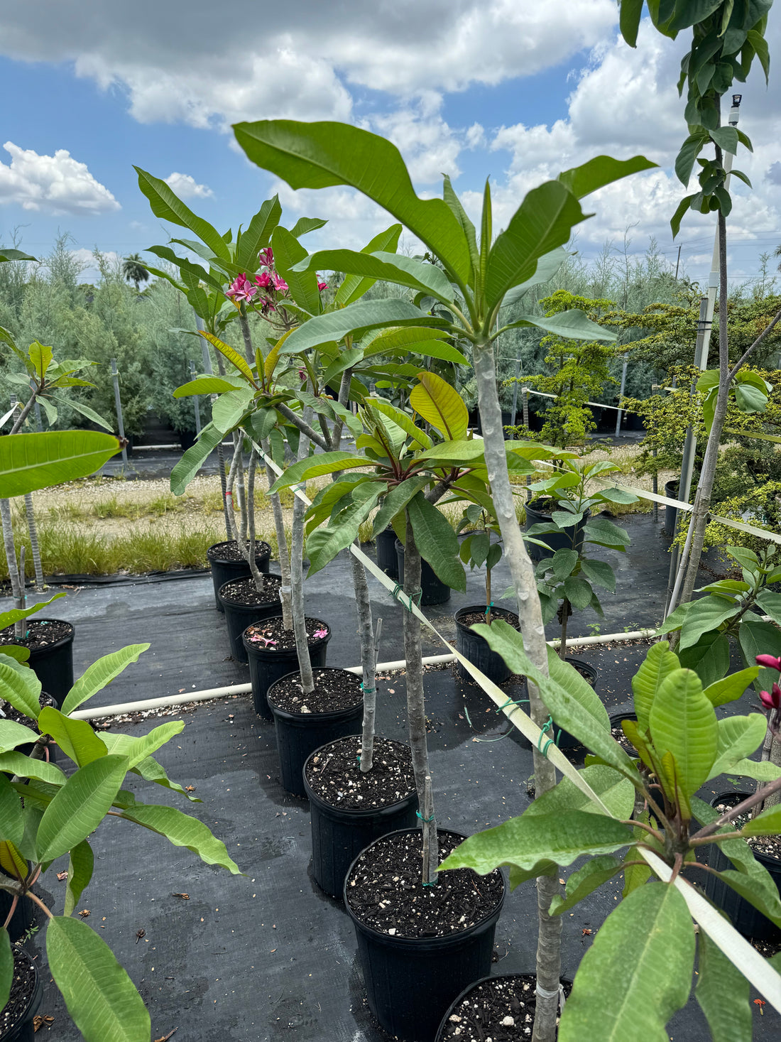 Plumeria Frangipani Obtusa White Orchid Flowering Tree