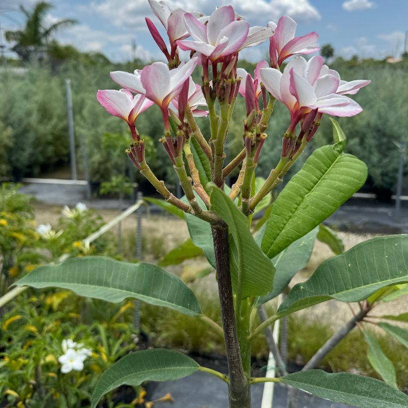 Plumeria Frangipani Rubra And Obtusa Flowering Tree Eureka Farms plumeria-frangipani-rubra-and-obtusa-flowering-tree-eureka-farms