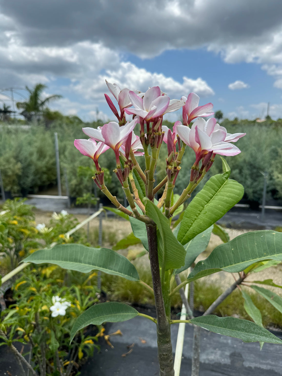 Plumeria Rubra Pink Orchid Flowering Tree