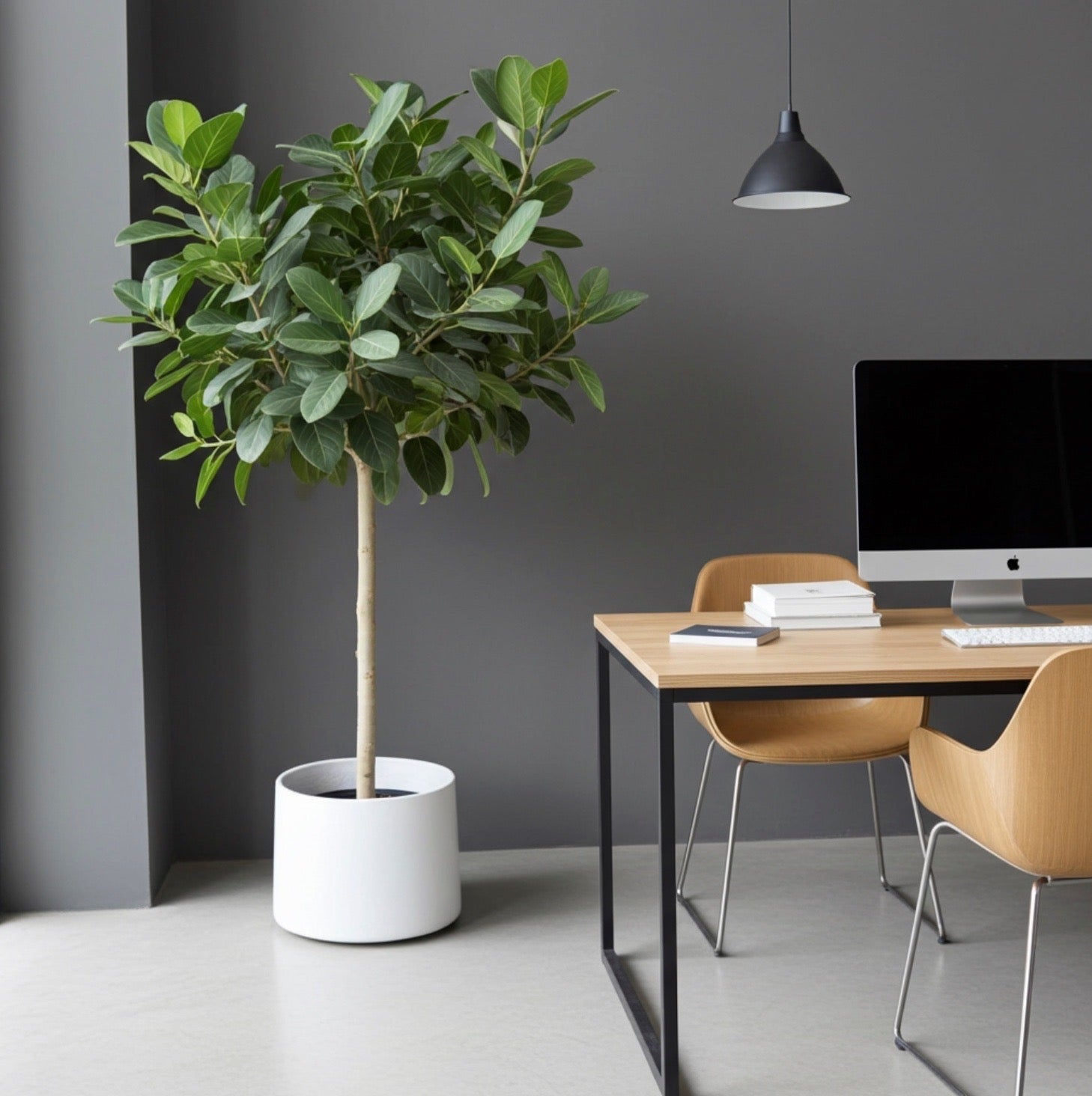 Ficus Audrey Tree Form Multibranch, Ficus Benghalensisis Bengal Fig