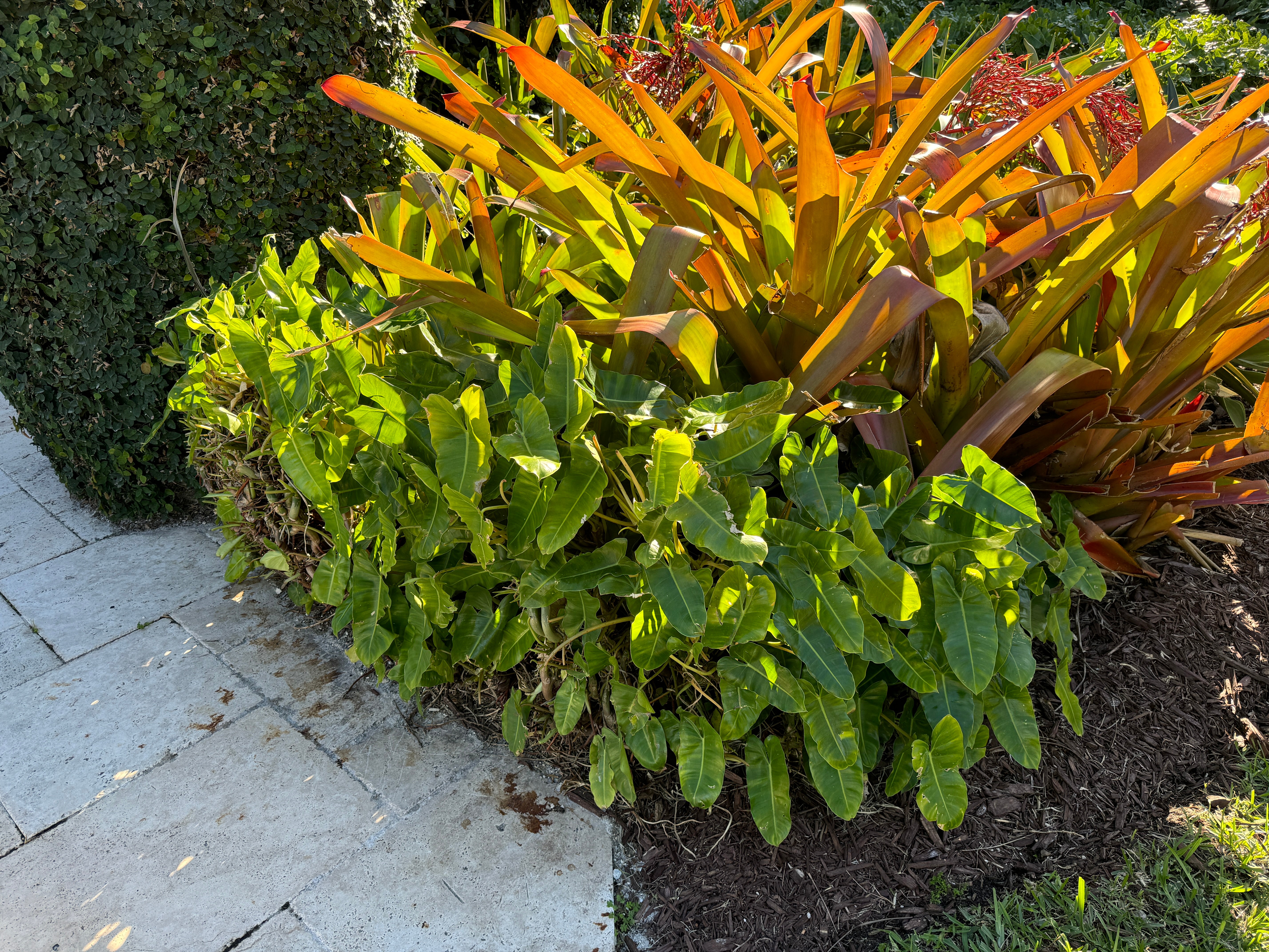 Bromeliad Aechmea Blanchetiana Orange | Eureka Farms