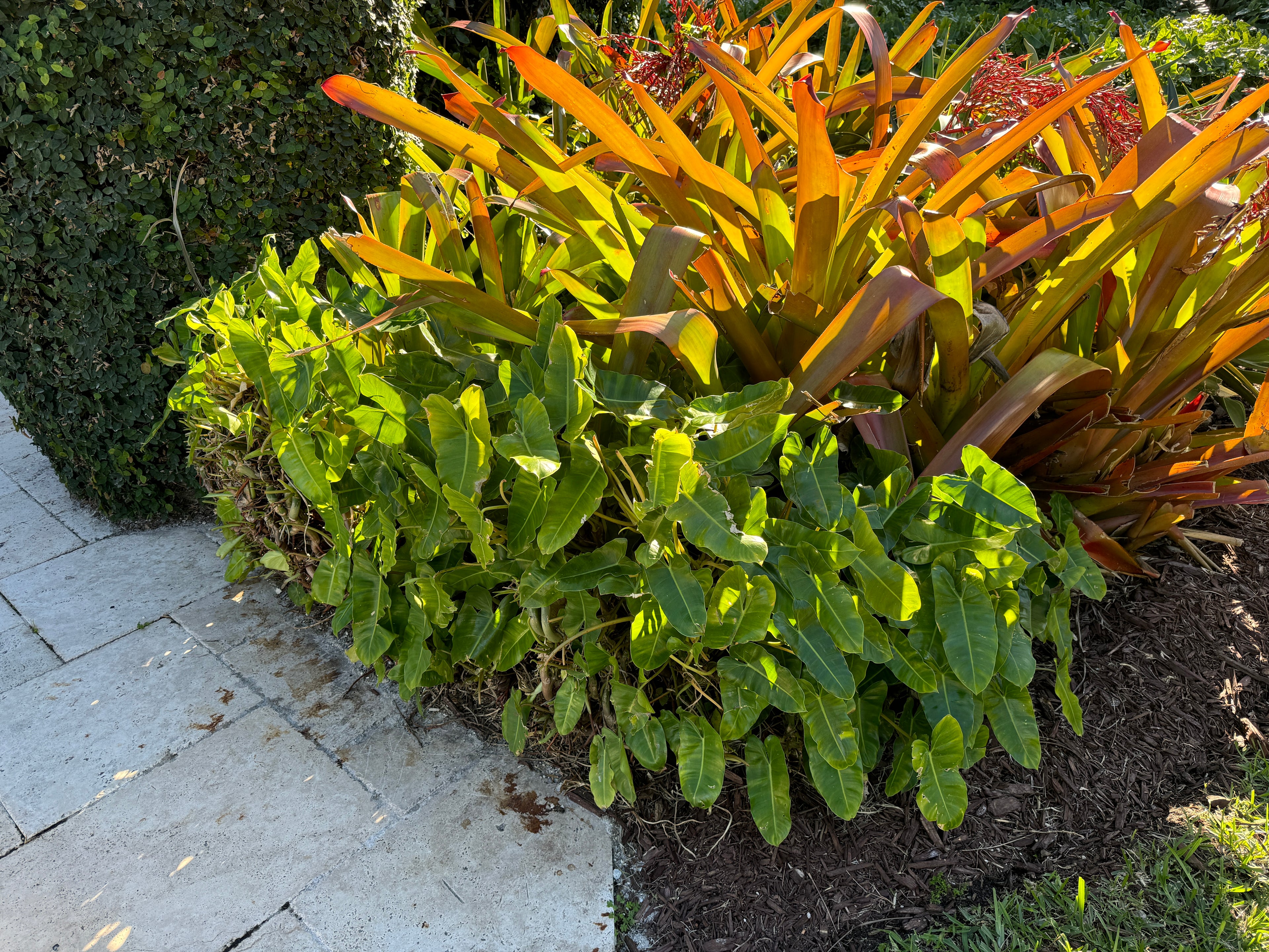 Bromeliad Aechmea Blanchetiana Orange