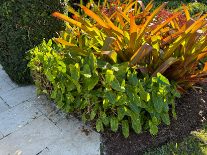 Bromeliad Aechmea Blanchetiana Orange