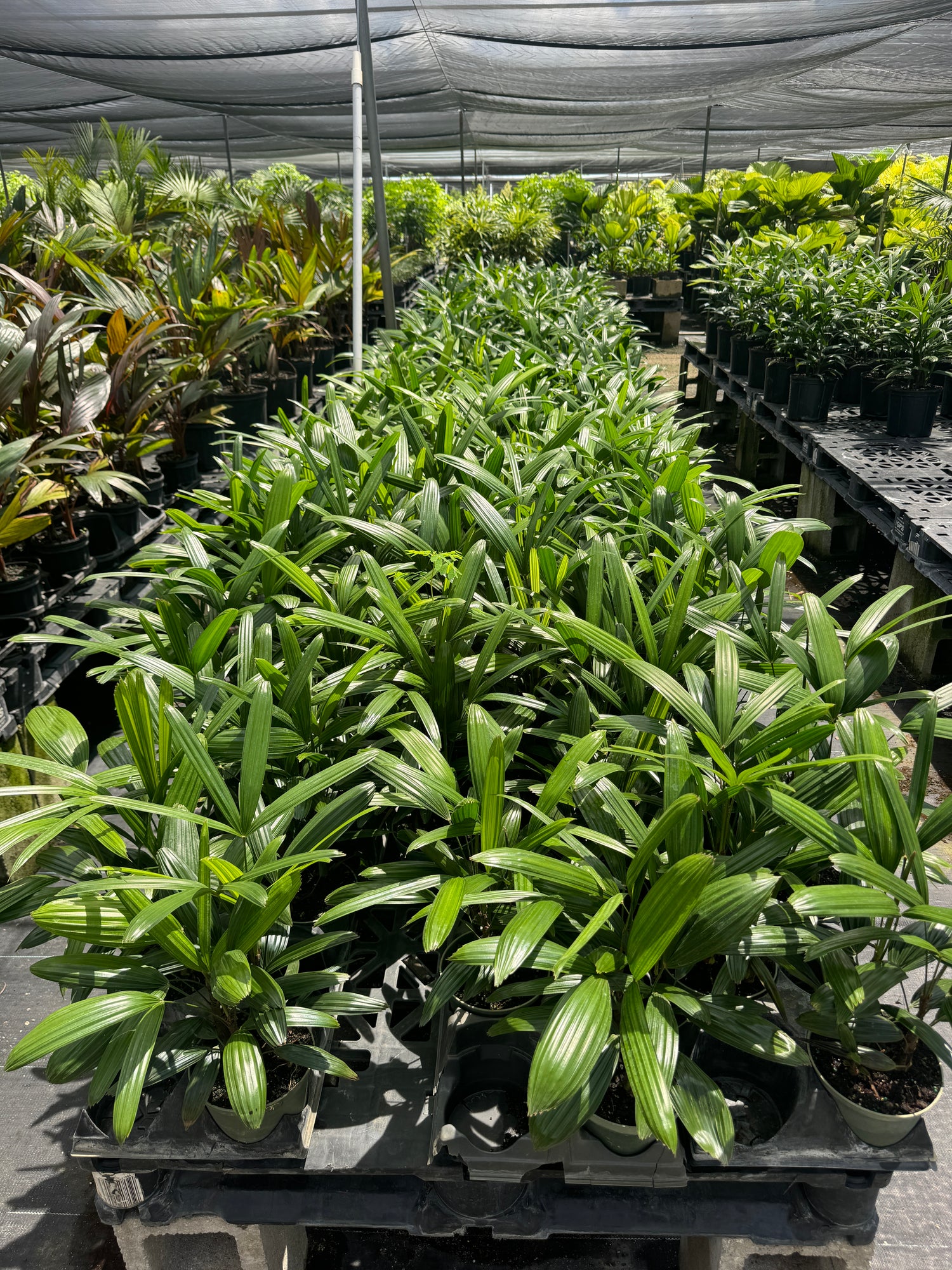 Lady Palm, Rhapis Excelsa, Indoor Queen Palm