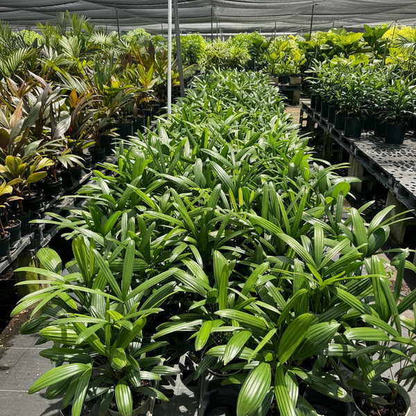 Lady Palm, Rhapis Excelsa, Indoor Queen Palm | Eureka Farms
