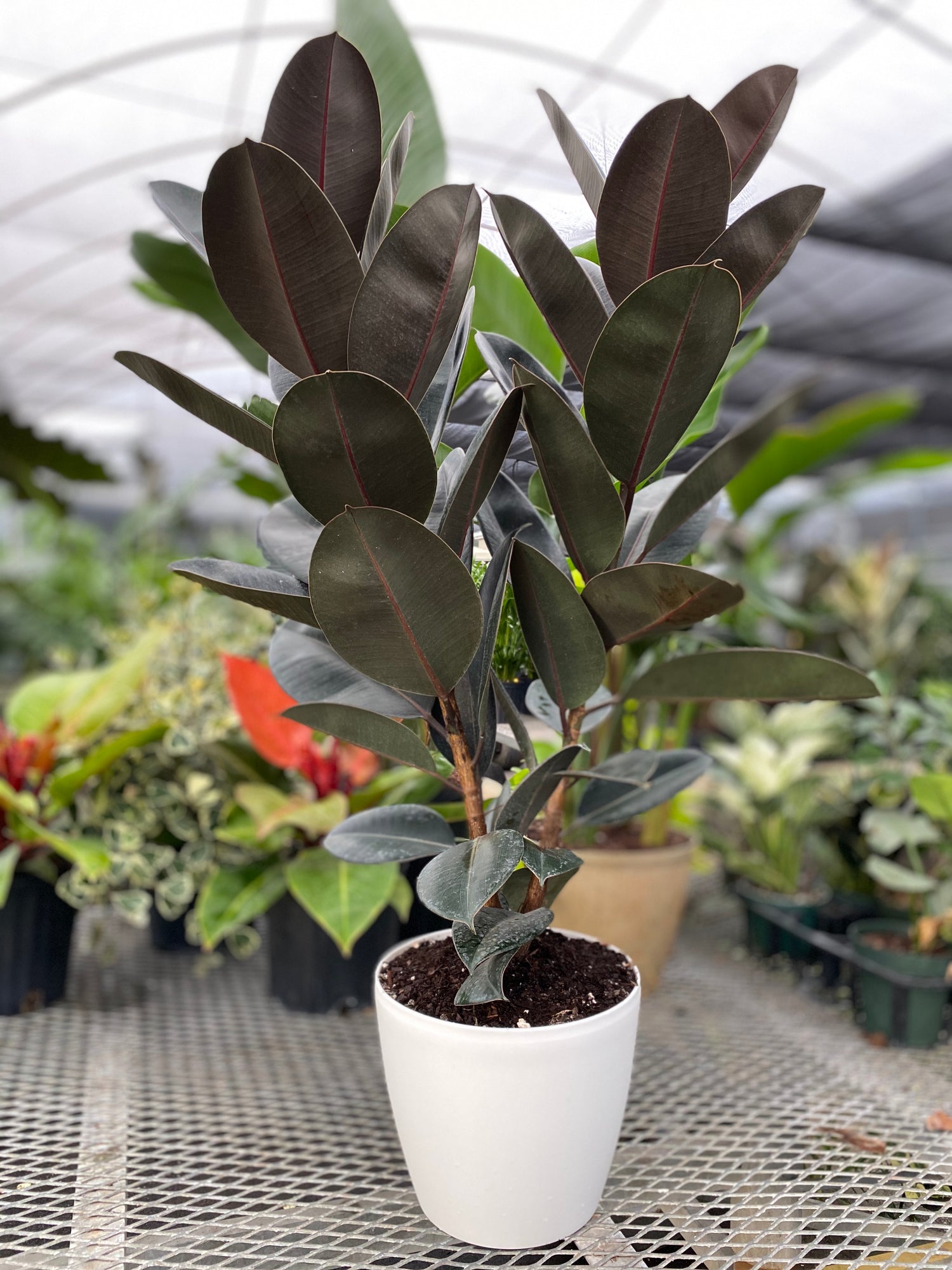 Ficus Burgundy Tree Form 2-Stem,  Rubber Tree