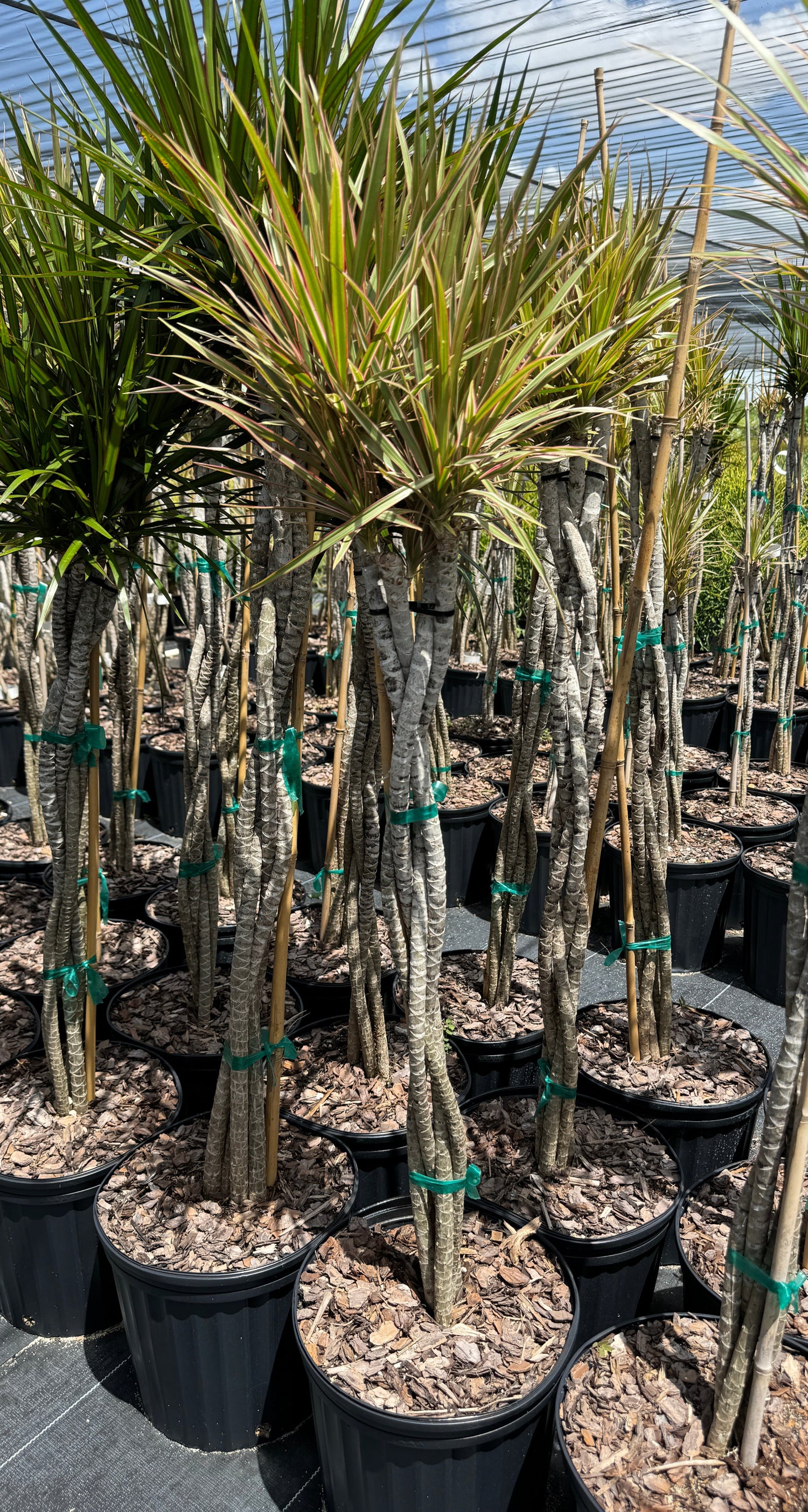 dracaena arborea outdoor Dracaena Braided Trunk Bicolor, Dragon Tree