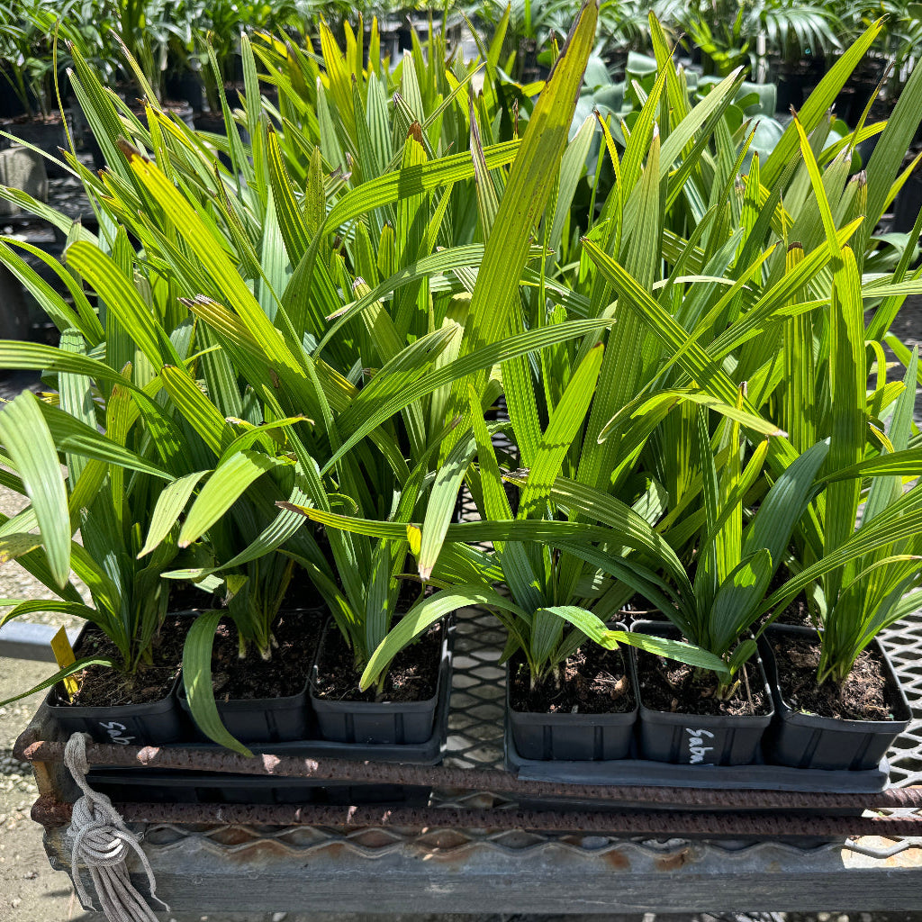 Sbal minor palm