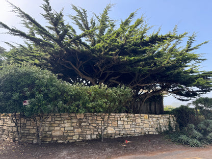 Monterey Cypress Tree, Cupressus Macrocarpa