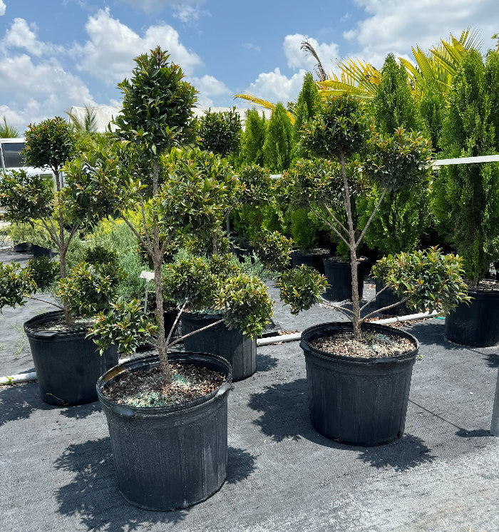 Topiary Eugenia Pom Pom, Hand Pruned for Patios and Outdoor Decor ...