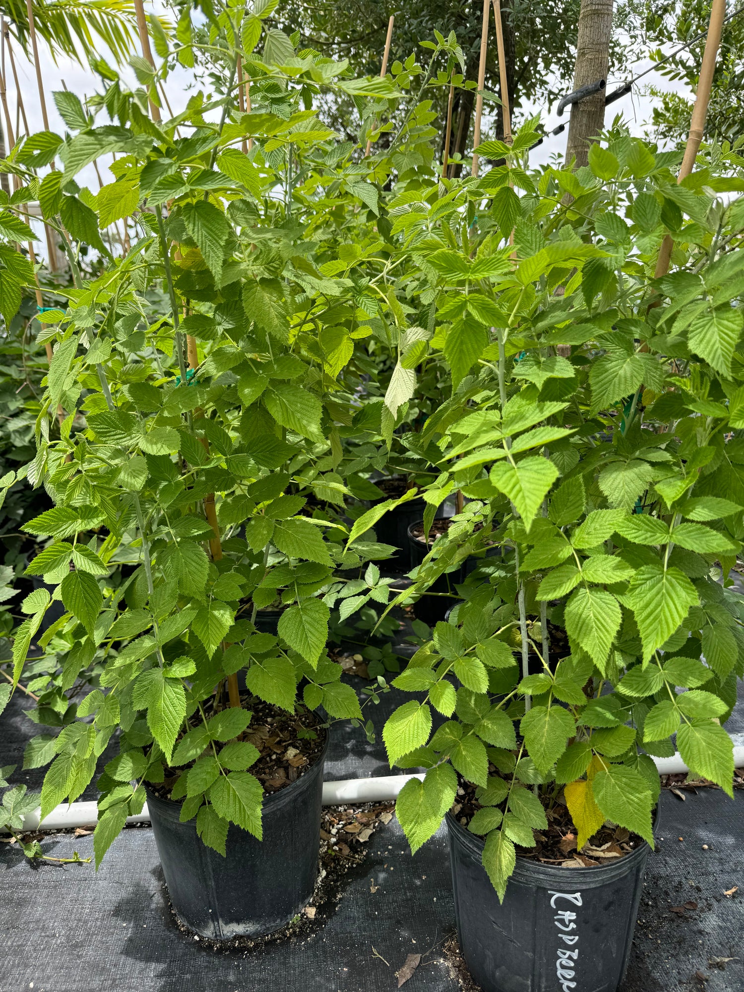 Raspberry Mysore Fruit Tree, Rubus niveus