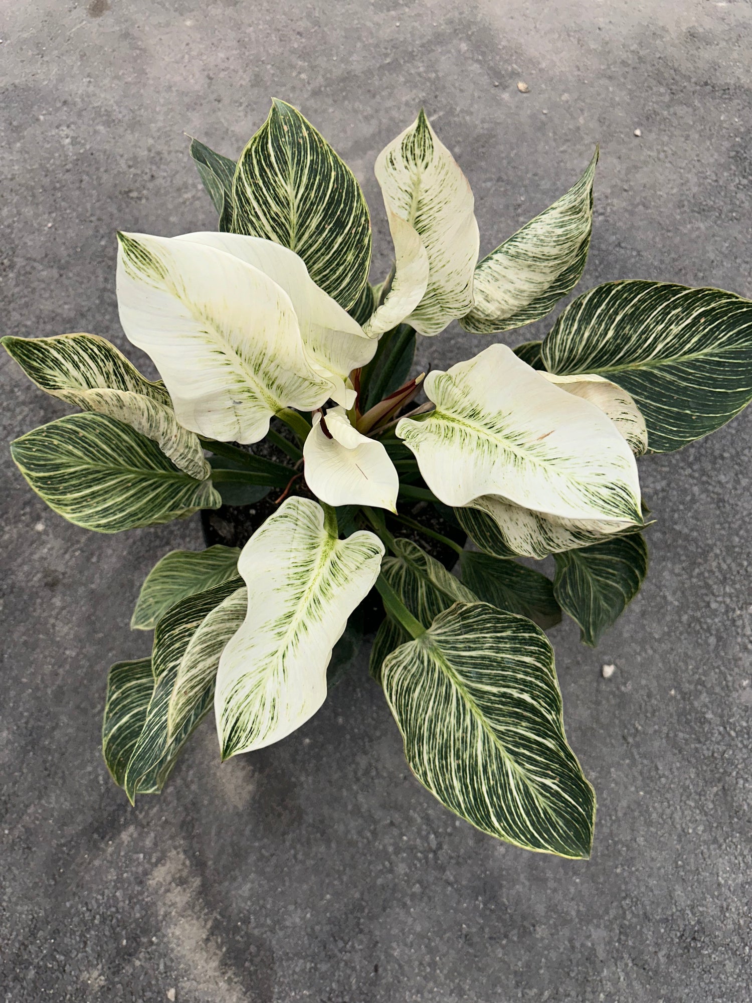 Philodendron Birkin, White Stripe Leaves