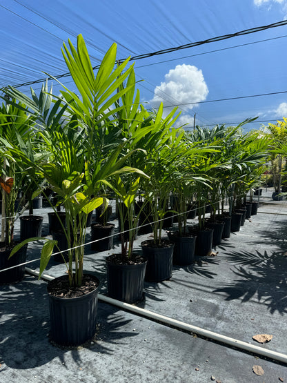 Christmas Palm Triple, Veitchia merrillii, Adonidia Merrillii