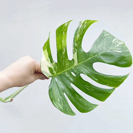 Ultimate Care Guide for Variegated Indoor Plants โ Eureka Farms