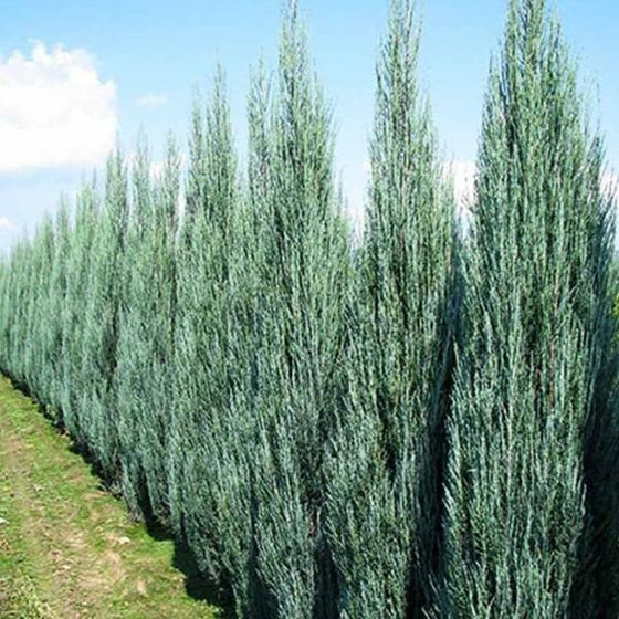Rock-Solid Choices: Your Guide to the Best Trees for Rocky Soil 3 7d6cf3d8 afb5 56fd 8e23