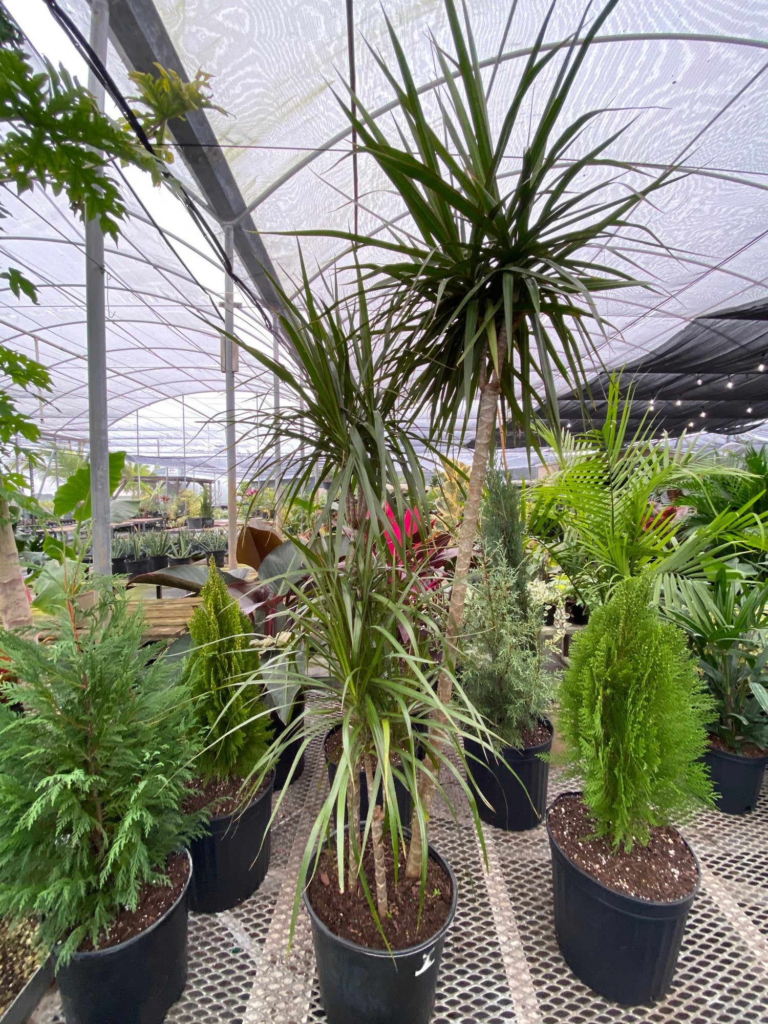 dracaena dark green Explore Dracaena Dragon Tree Green