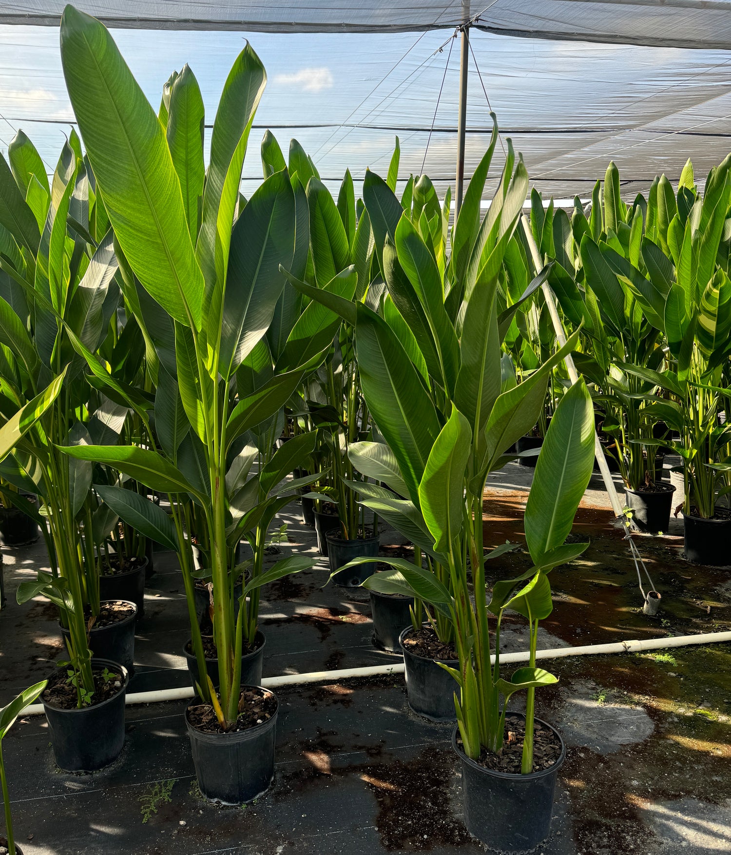 Heliconia psittacorum &