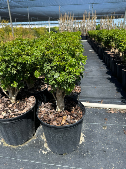 Aralia Hawaiian Ming, Polyscias Fruticosa (Ming Aralia)