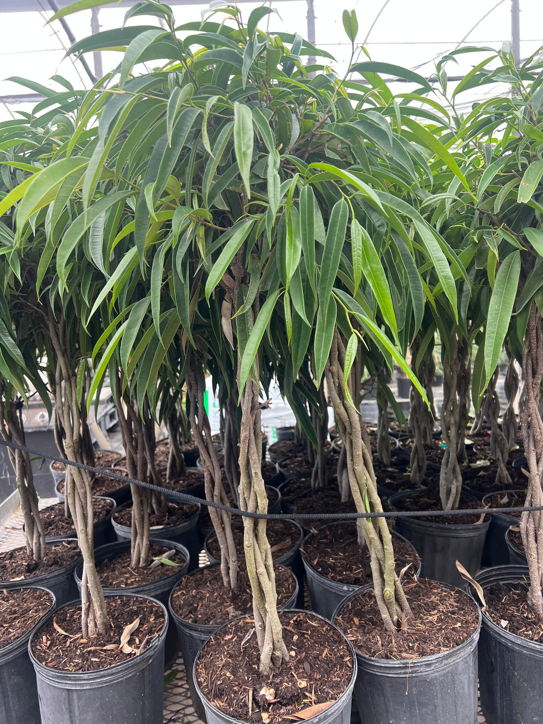 Braided Ficus Alii Tree Form Multi Stem