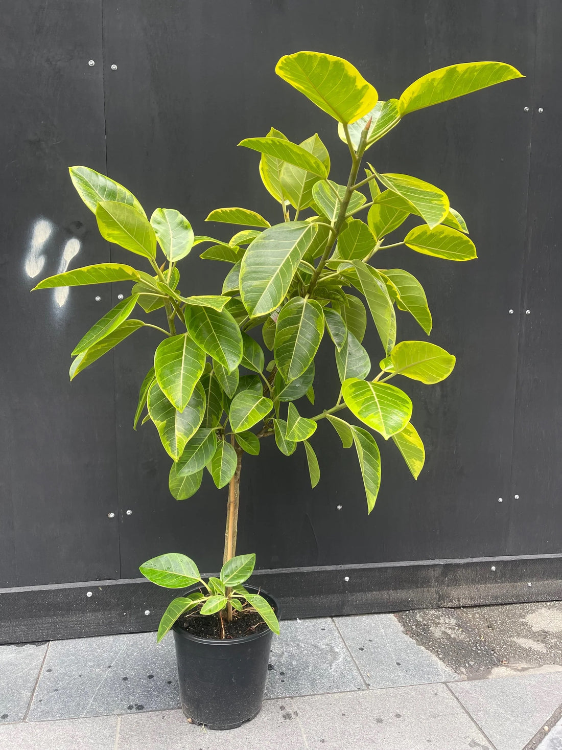 Ficus Altissima Tree Form Single Stem, Variegated Yellow Gem Rubber Tree