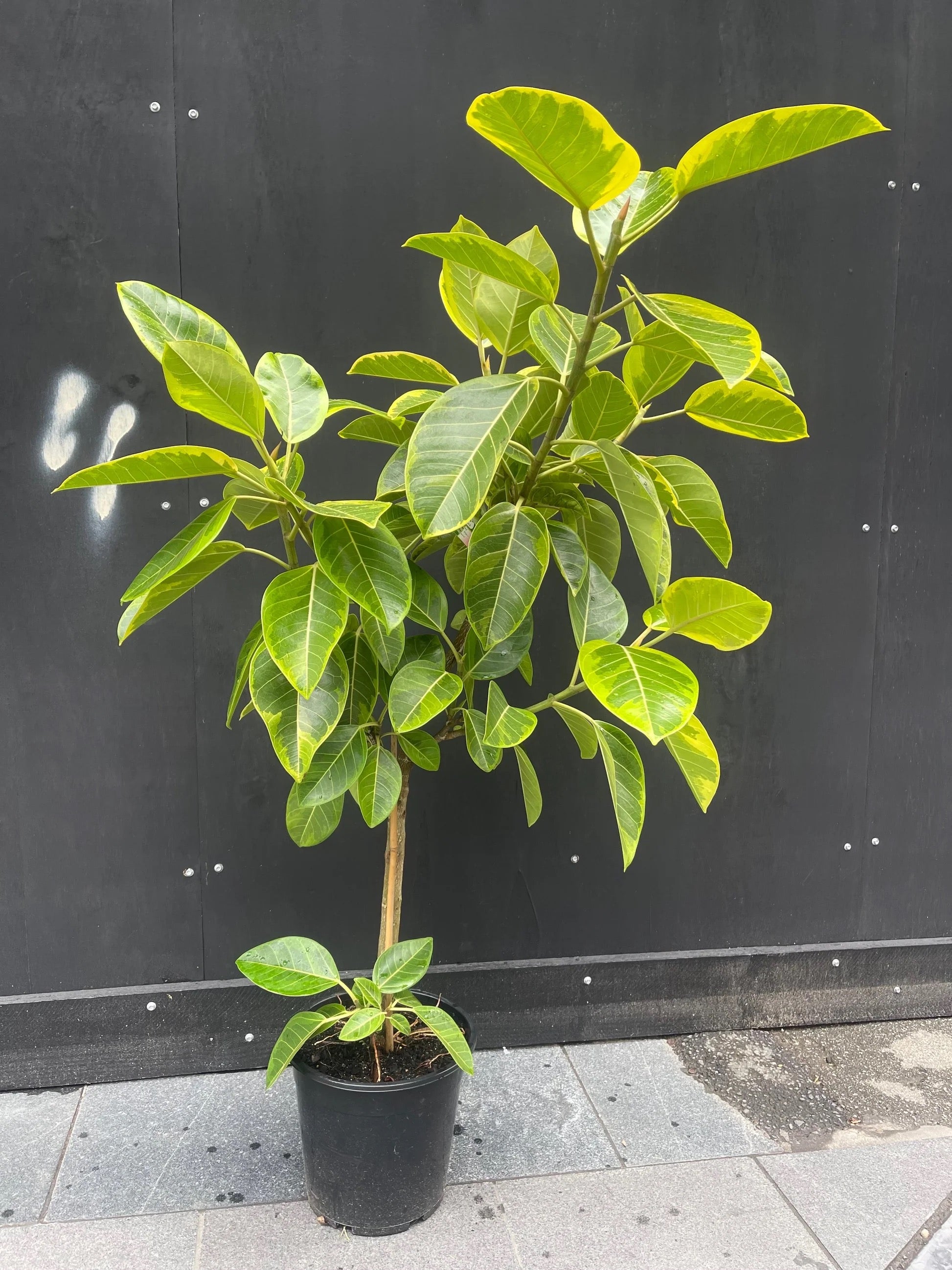 Ficus Altissima Tree Form Single Stem, Variegated Yellow Gem Rubber Tree