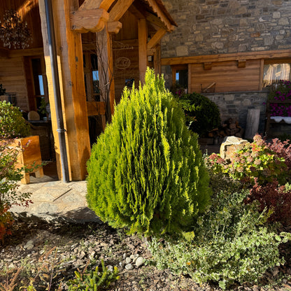 Bercksman Golden Arborvitae