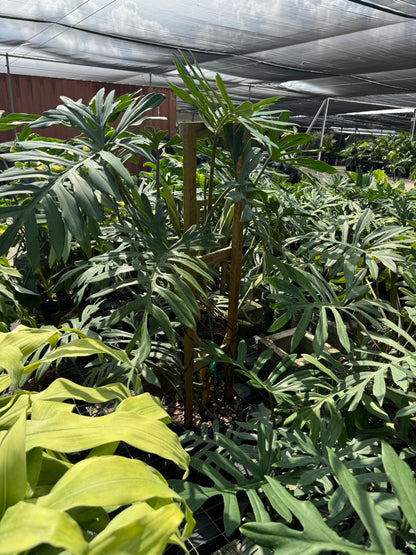 Philodendron Skeleton Key Split Leaf, Exotic Large Plant