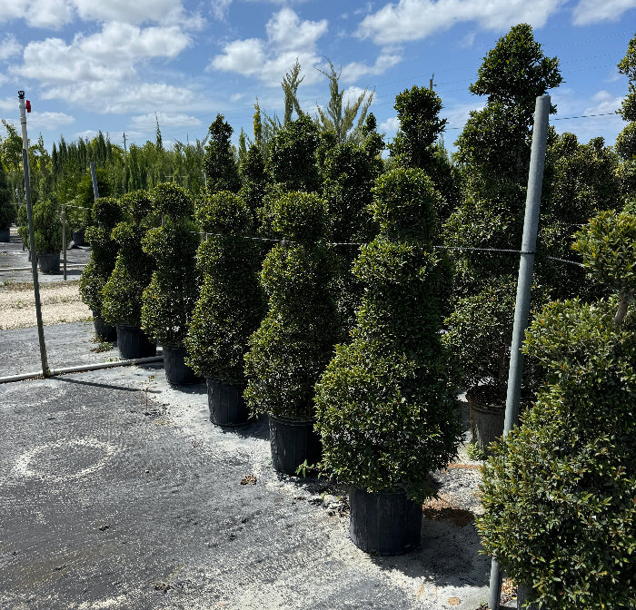 Topiary Eugenia Chess Pawn nursery Pot 5gal