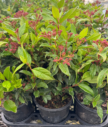 Viburnum Spring Bouquet, Flowering Shrub