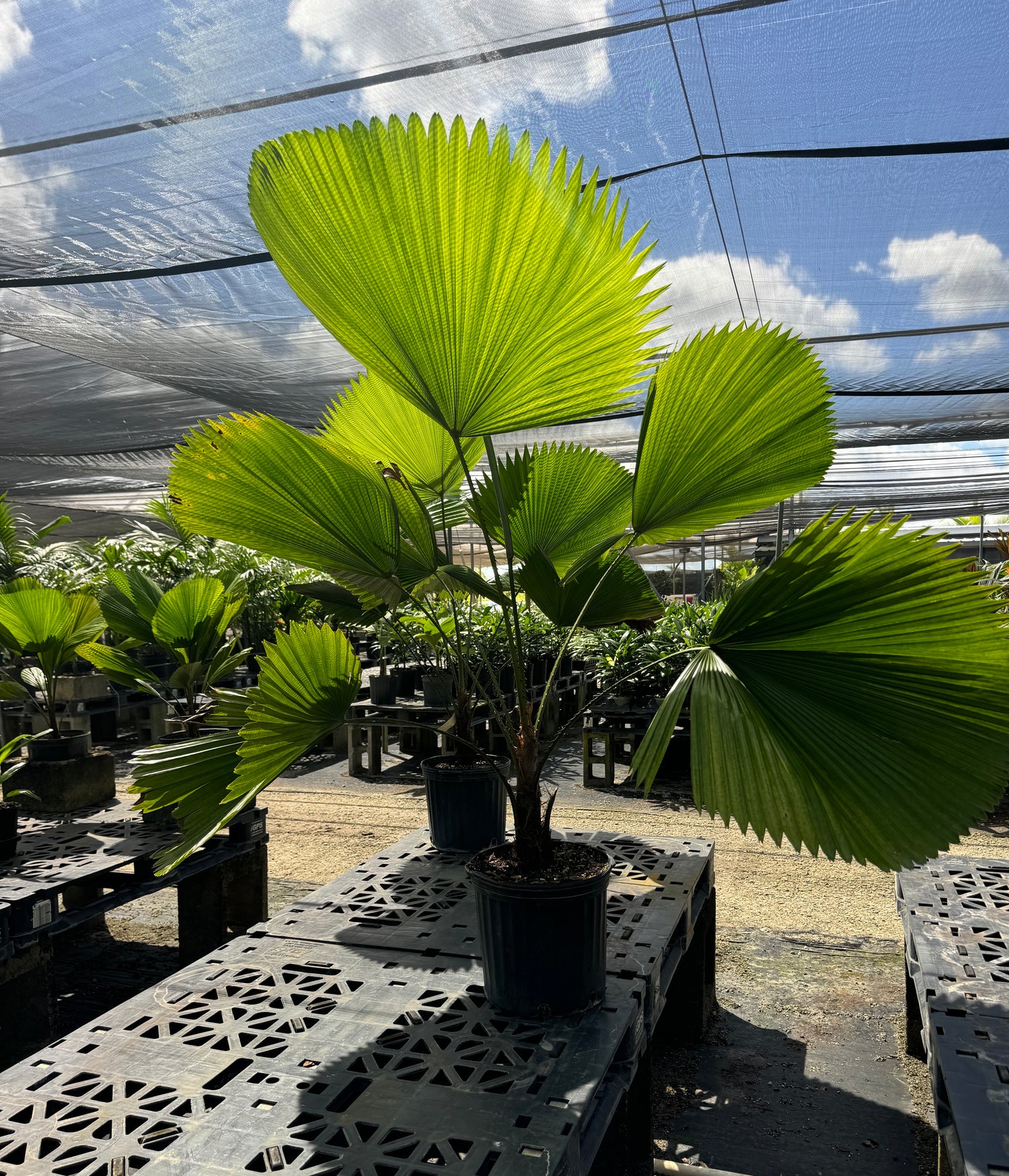 Licuala Grandis Fan Palm Tree, Rare and Exotic