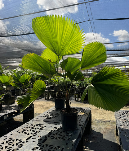 Licuala Grandis Fan Palm Tree, Rare and Exotic
