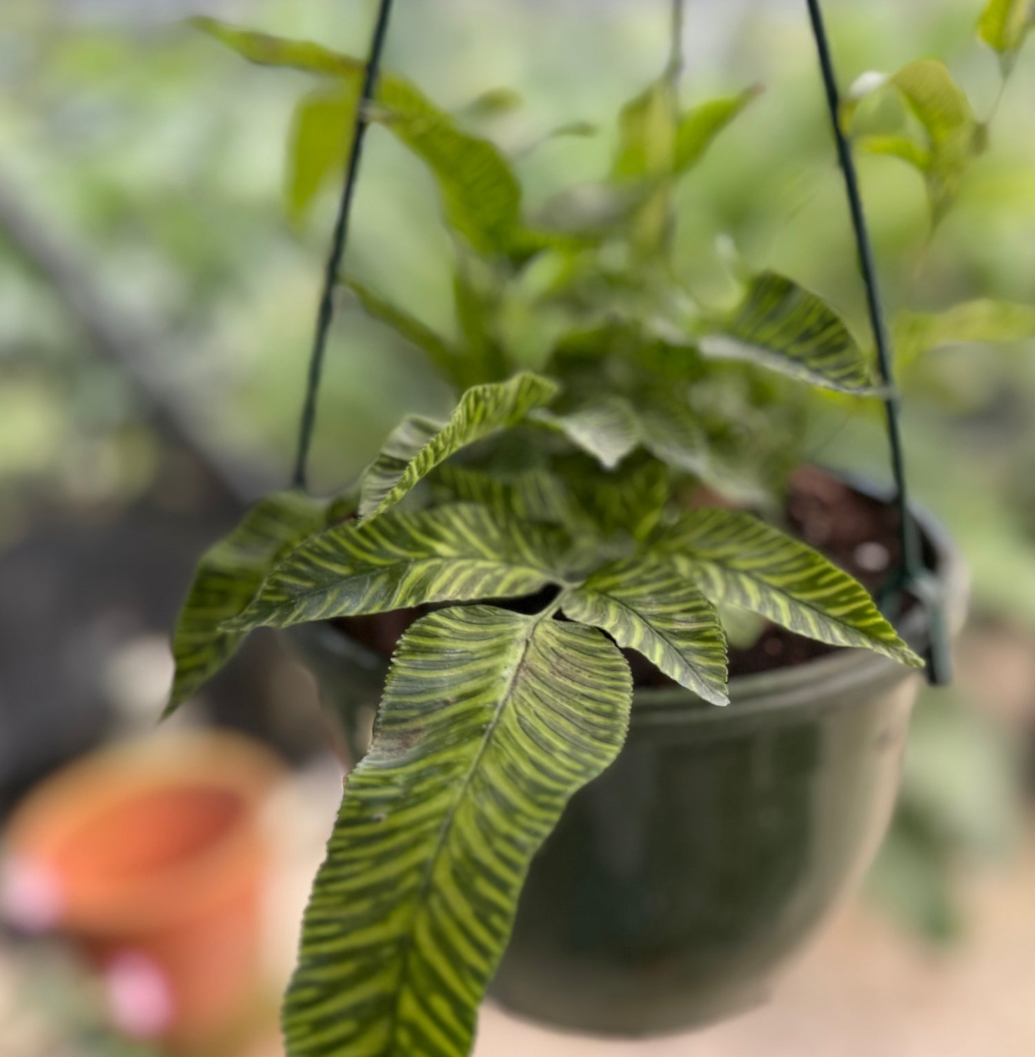 front view of Striped Bamboo Fern ‘Golden Zebra&