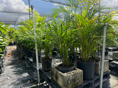 Areca Palm, Golden Cane, Dypsis Lutescens