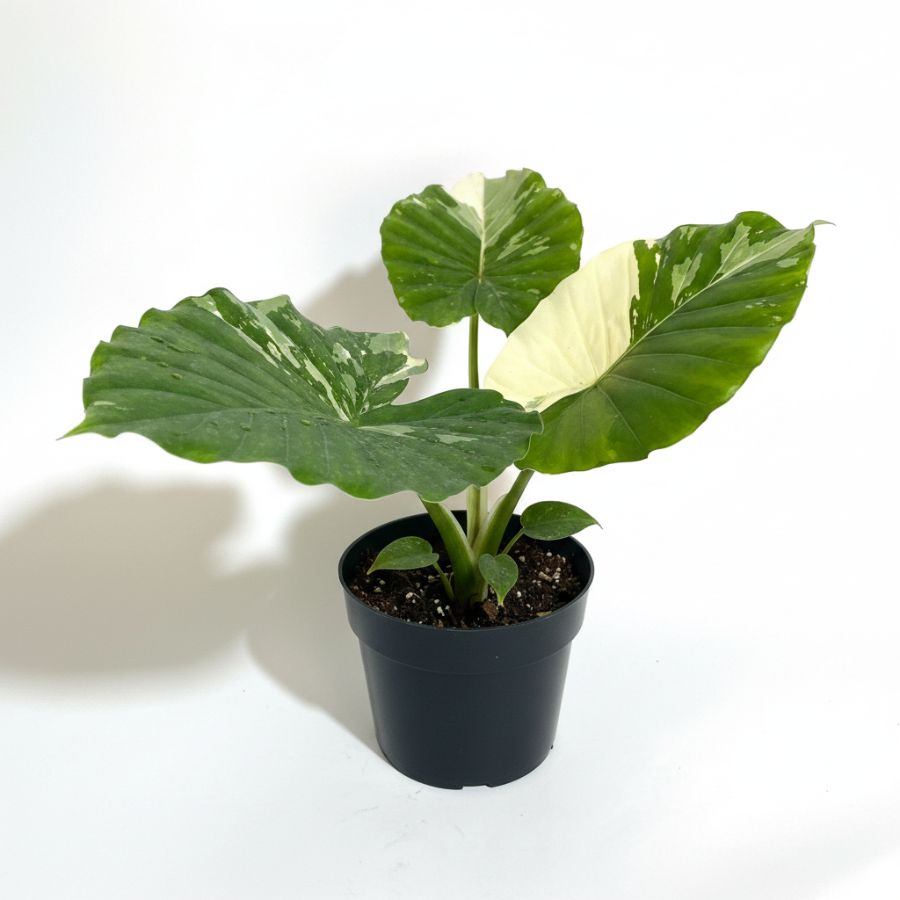 upper view of leaves of Alocasia Odora Variegata, Collectors Rare and Exotic
