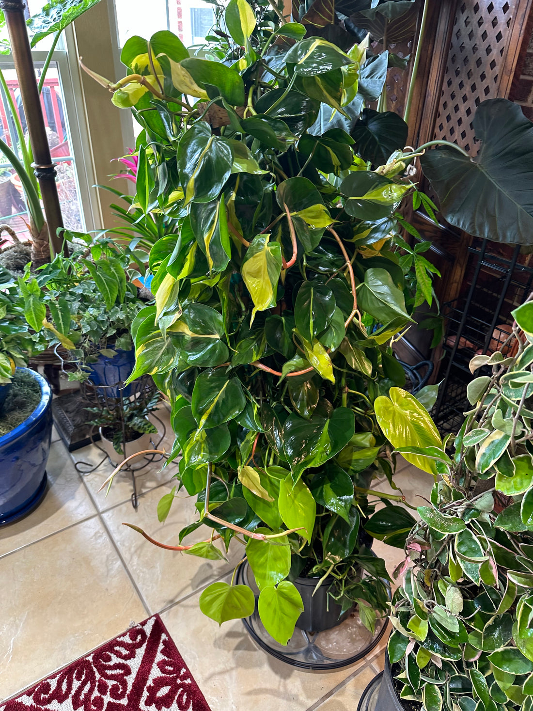 Philodendron Brazil in Trellis, Live Tropical Plant Vine