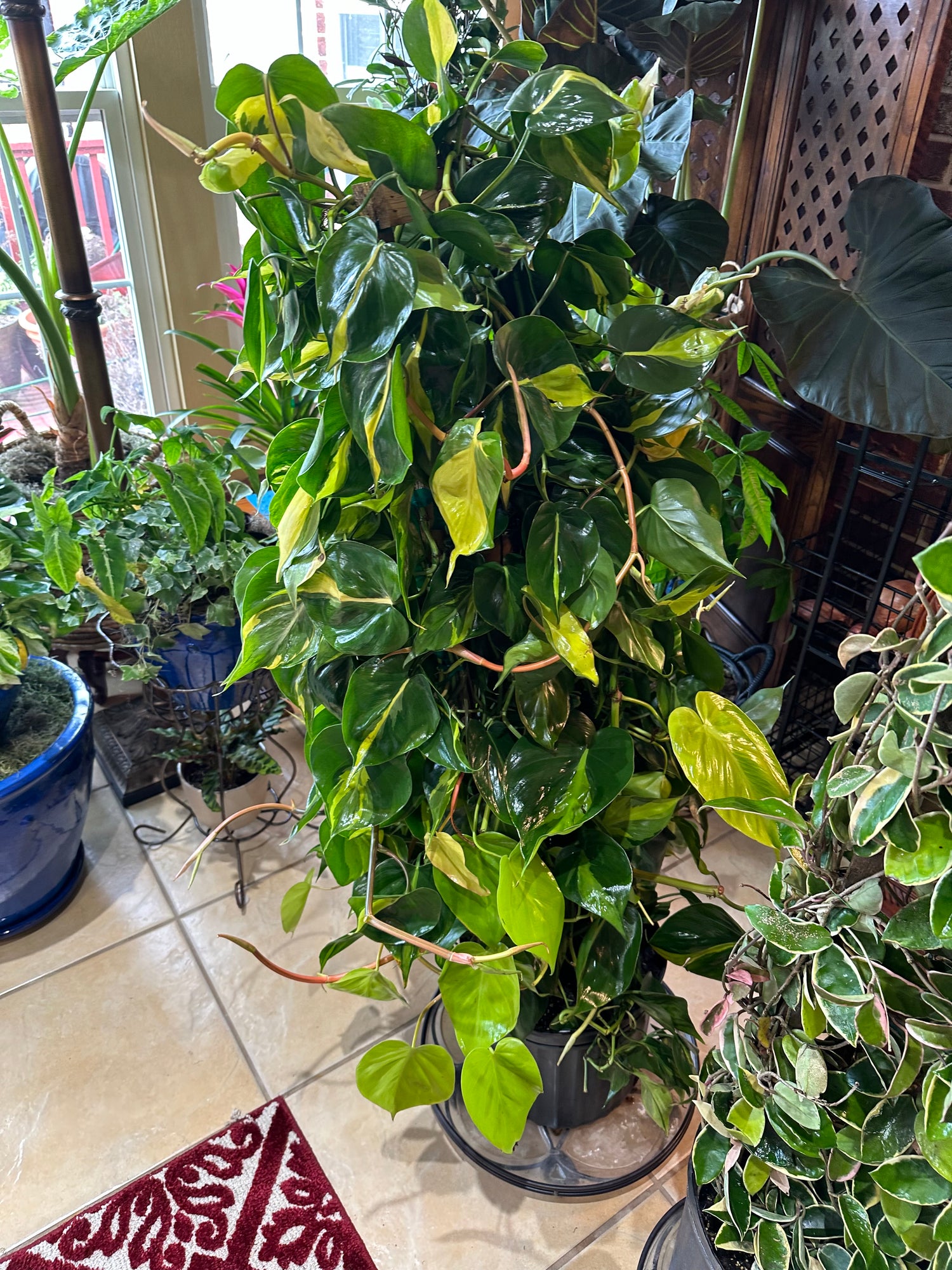 Philodendron Brazil in Trellis, Live Tropical Plant Vine
