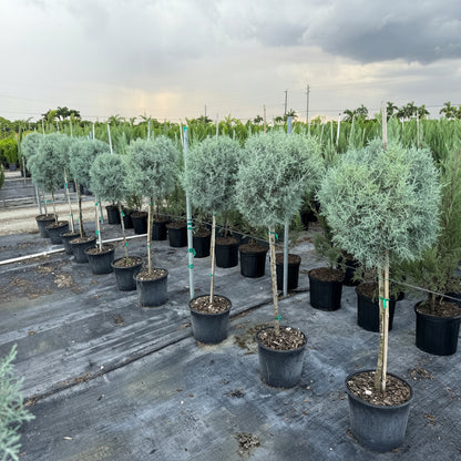 Topiary 1-Ball Carolina Sapphire Tree Form Potted trees in a nursery setting in 5gal pot