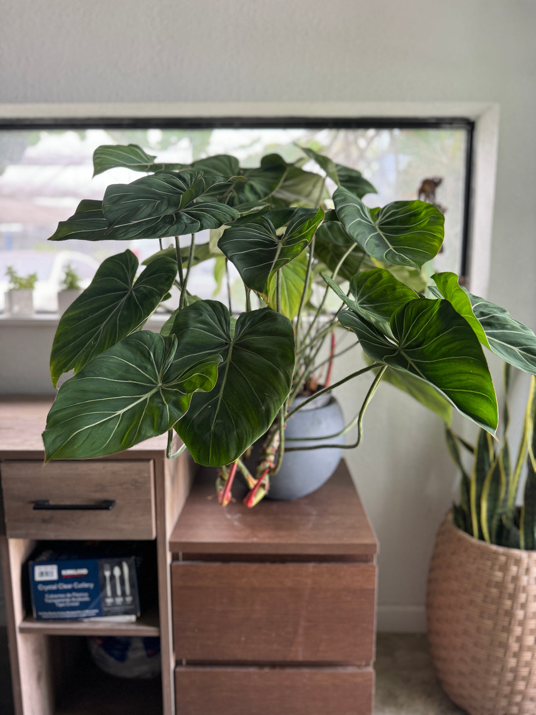 Philodendron Gloriosum